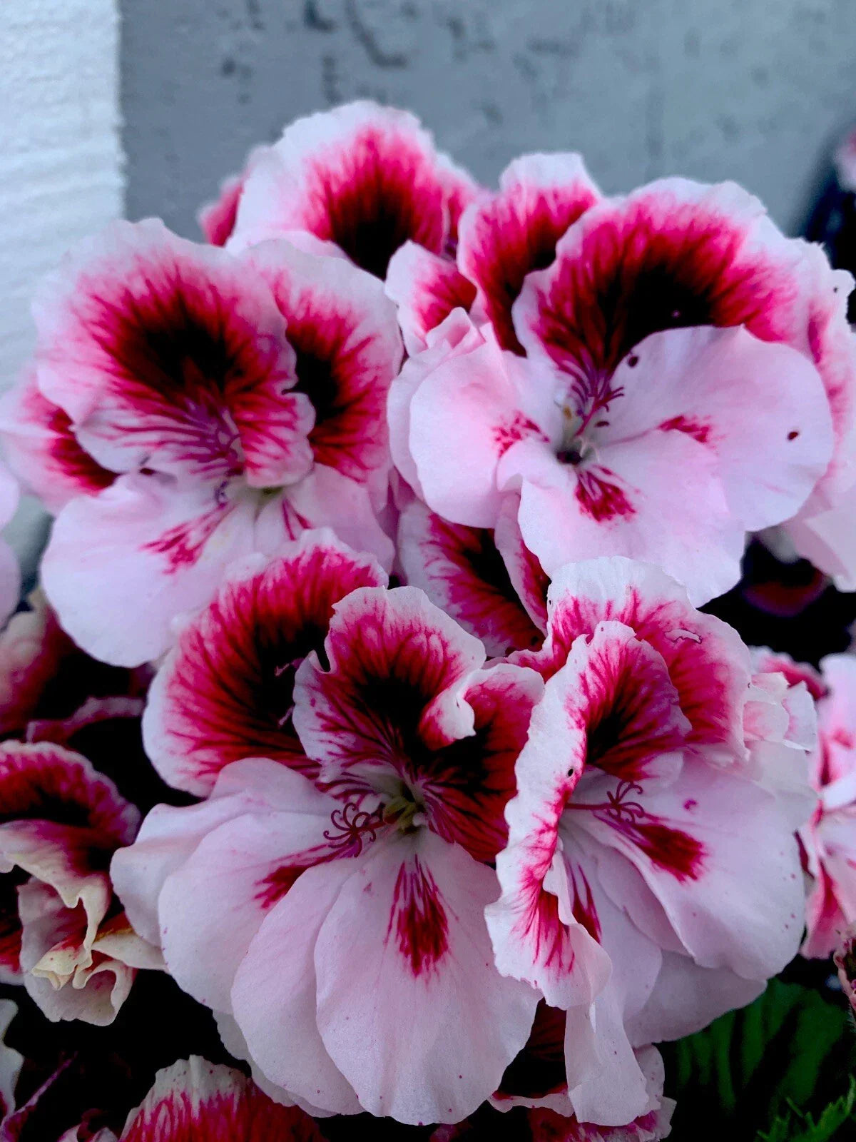 Geranium Live Plant 6” White Dark Maroon Center Perennial Pelargonium x hortorum - Compact Bushy Growth for Garden & Indoor