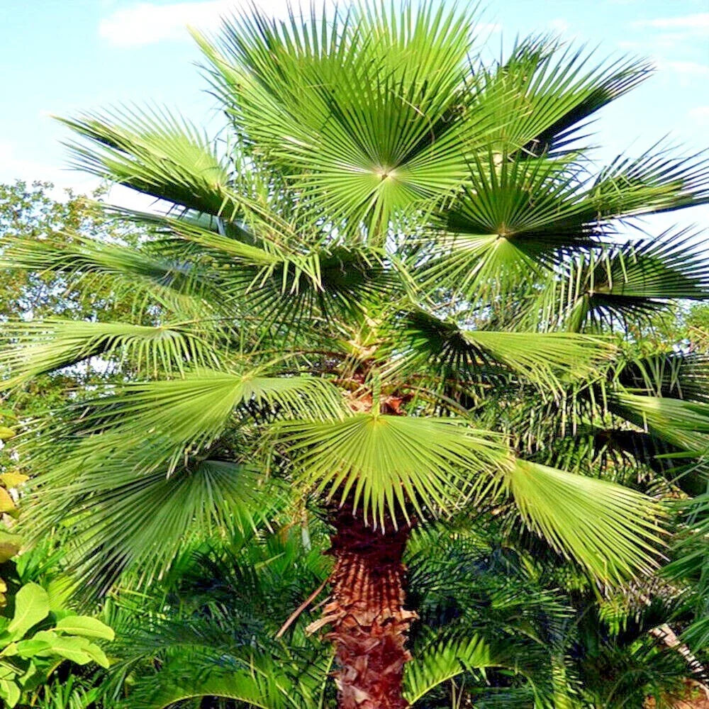 Mexican Fan Palm Tree Seeds 10 Pack - Washingtonia robusta - Tropical Cold Hardy Plant Seeds for Landscaping and Gardens