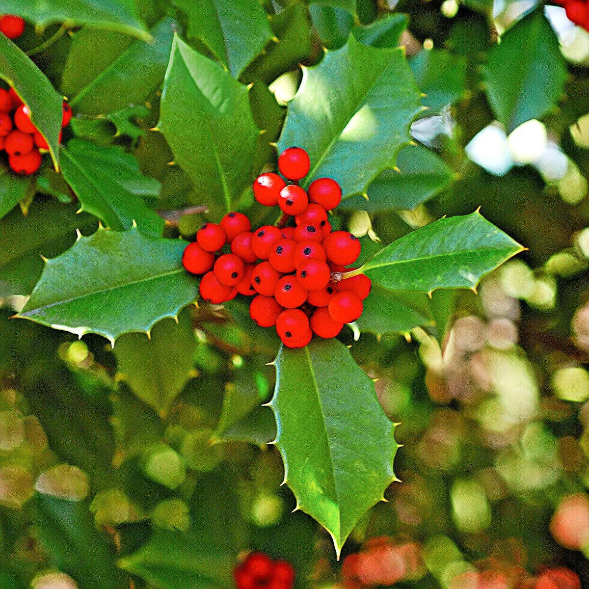 American Holly Cuttings - 20 Thin Cuttings with Leaves - Ilex opaca - Ideal for Gardening and Planting