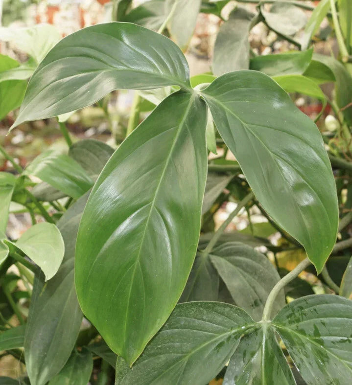 Philodendron Starter Plants Set of 4 | Easy Care Indoor Houseplants | Choose Your Own Variety | Philodendron spp.
