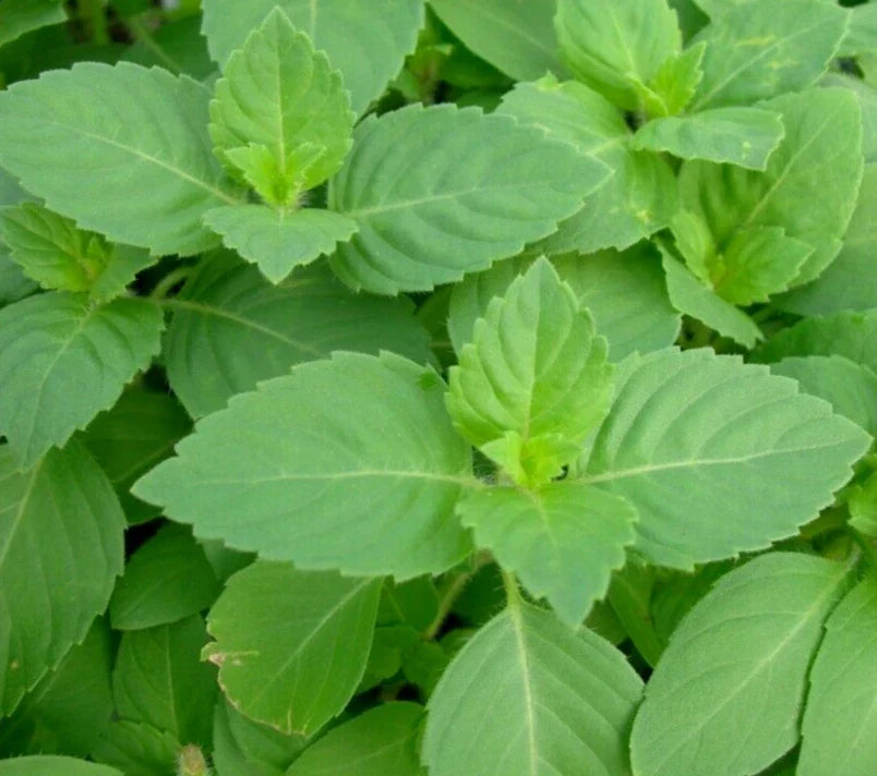 Tulsi Basil Seeds 200+ Non-GMO Organic Green Leaf Holy Basil (Ocimum sanctum) Herb for Garden, Culinary Use