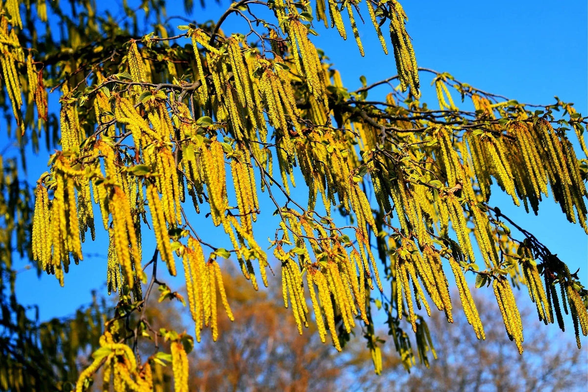Hazel Alder Tree Seeds 30 Count - Alnus incana Rugosa - Native Fast-Growing Tree Seeds for Planting, Wildlife Friendly