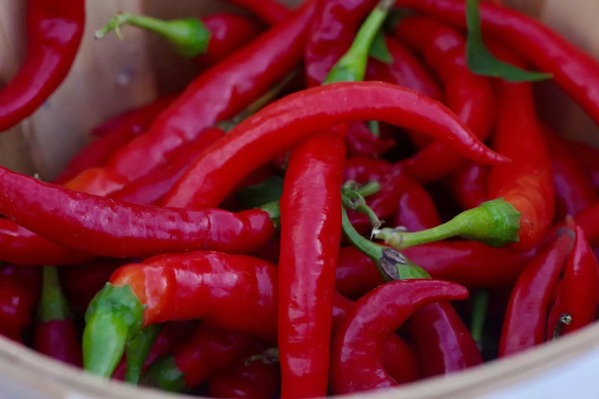 30+ Seeds Red Thin Hot Pepper Chili Erjintiao - Capsicum annuum - Chinese Hot Pepper Seeds for Planting