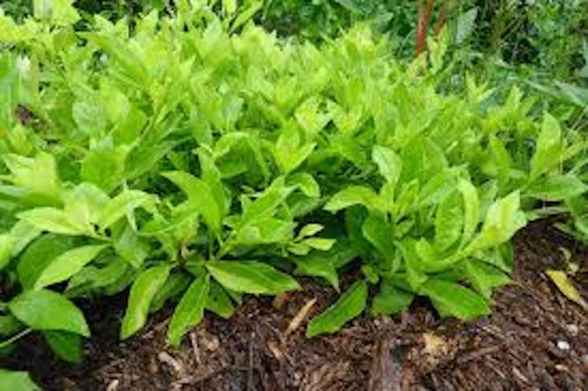 Longevity Spinach Starter Plants - 3 Pack - Gynura Procumbens - Perennial Edible Green for Indoor/Outdoor Gardening