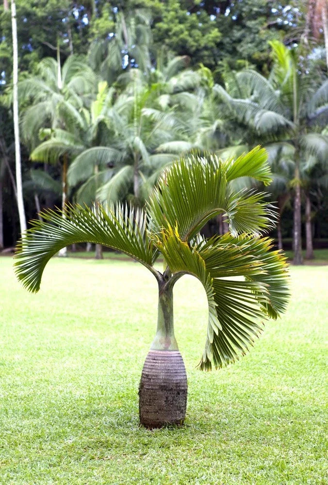 10 Bottle Palm Seeds for Planting - Hyophorbe lagenicaulis - Tropical Gardening Supplies - Rare Exotic Seeds