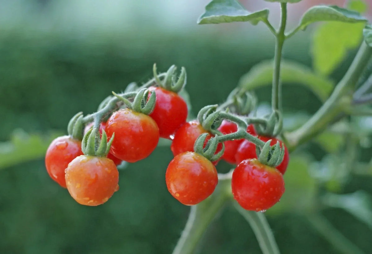 Tiny Tim Cherry Tomato Seeds - 15 Non-GMO Seeds, Dwarf Variety for Containers - Solanum lycopersicum