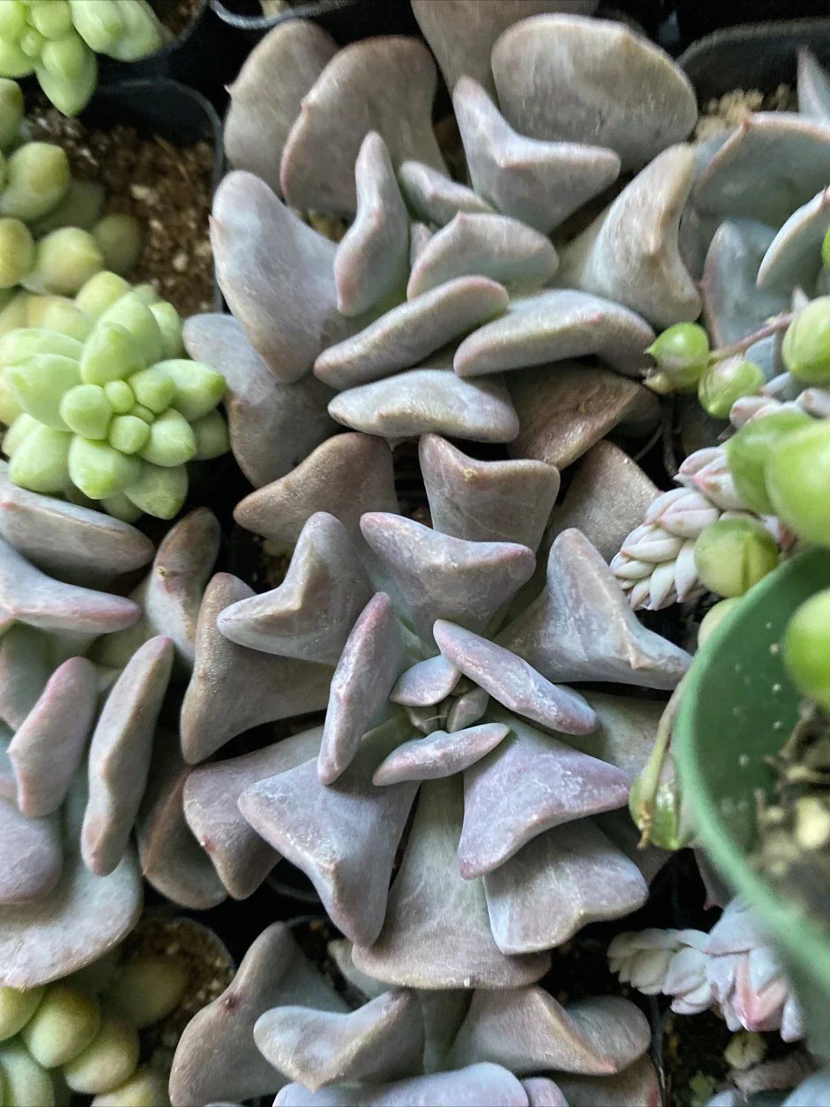 Echeveria 'Cubic Frost' Succulent Plant 2" | Frosty Blue-Green Leaves | Perfect for Wedding Decor & Party Favors