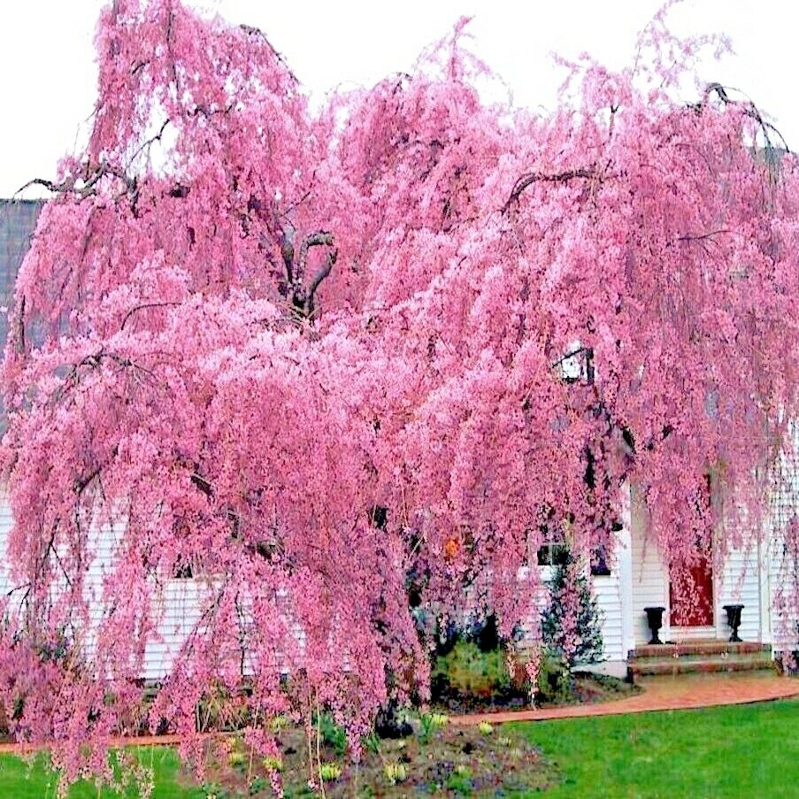 Weeping Sakura Cherry Blossom Tree Seeds - Fast Hardy Variety Prunus serrulata 'Pendula' - Pink Flowering Tree Seeds