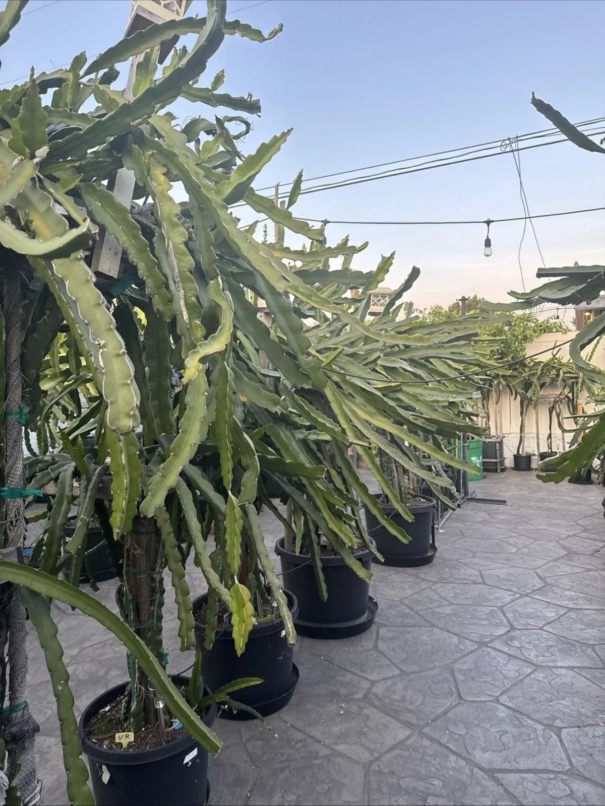 Dragon Fruit Cuttings - 5 Varieties - 20-26 Inches Long - Pitaya (Hylocereus spp.) for Unique Home Gardens