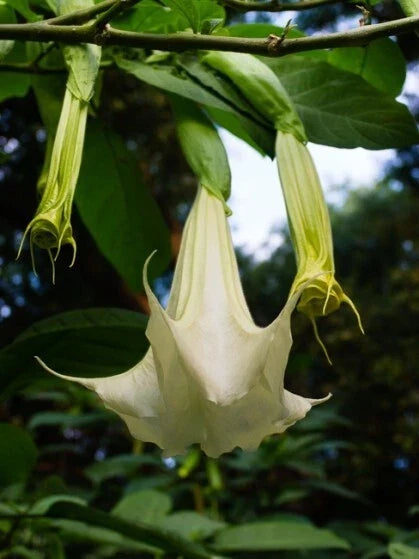 White Brugmansia Cuttings - 2 Unrooted Angel's Trumpet - Datura spp. - Exotic Fragrant Flowers for Garden Propagation
