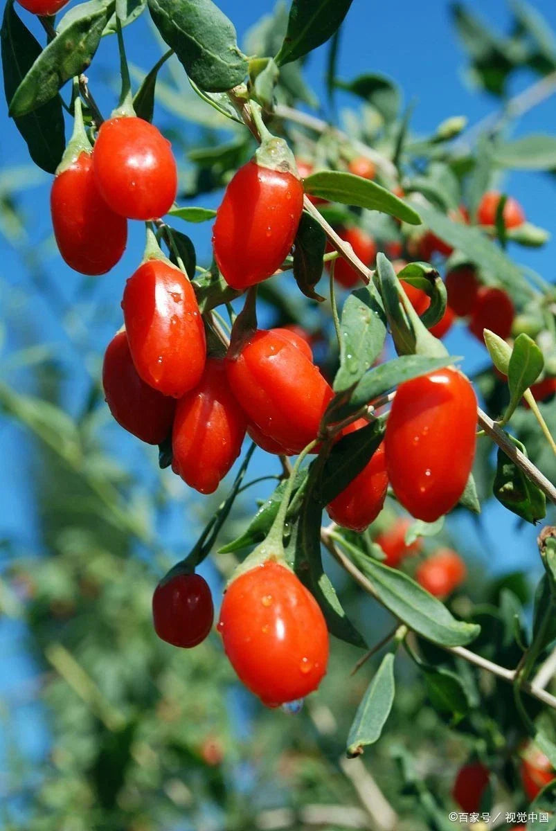 Goji Berry Live Starter Plant - Well Rooted 枸杞 - Lycium barbarum - Nutrient-Rich Berries for Home Garden or Patio