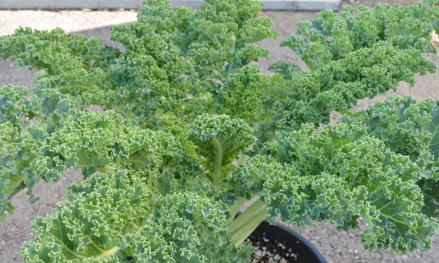 Kale Seeds 1000 Count Vates Blue Curled Brassica oleracea Non-GMO Heirloom for Garden Planting Healthy Greens