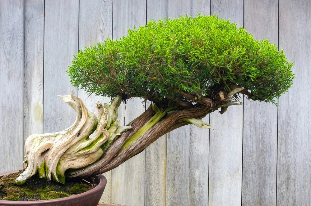 Thuja Evergreen Bonsai Tree Seeds - 30 Western Red Cedar Seeds - Thuja plicata - Ideal for Bonsai Cultivation