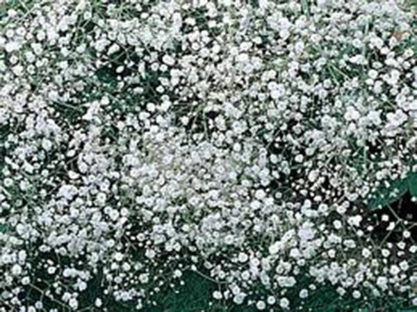 Baby's Breath Seeds - 1000+ Pack - White Blooms - Gypsophila paniculata - Non-GMO, Easy to Grow for Gardens and Bouquets