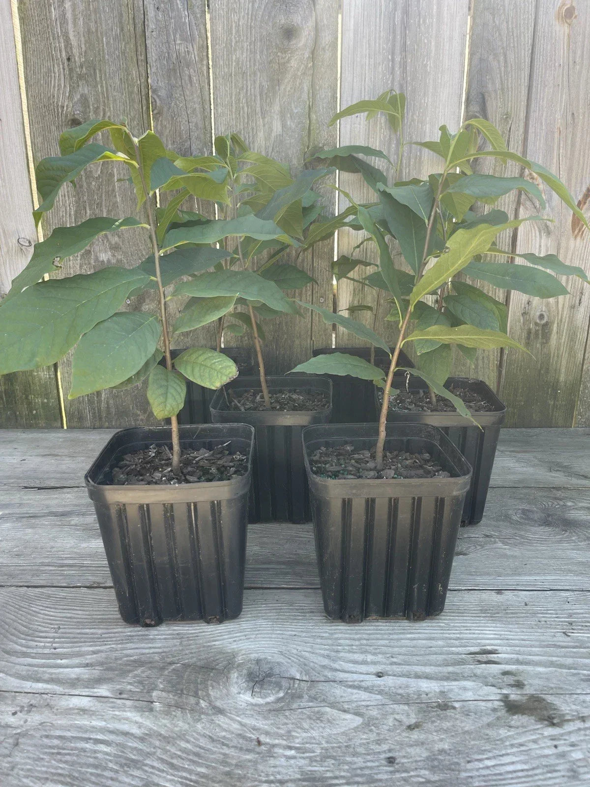 Pawpaw Trees 1 Gallon 4 Pack, 2 Year Old Asimina triloba, Ready to Plant, Drought-Tolerant Fruit Trees for Garden or Landscape