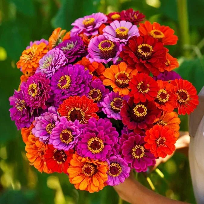 Purple Dream Mix Zinnia Seeds - 100+ Count - Zinnia elegans - Non-GMO Garden Flower Seeds for Vibrant Outdoor Color