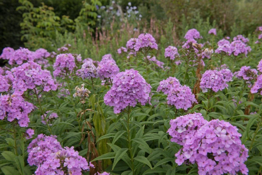 Luc's Lilac Phlox Seeds - 100+ Pack - Phlox subulata - Perennial Flower Seeds for Garden Planting - USA Grown
