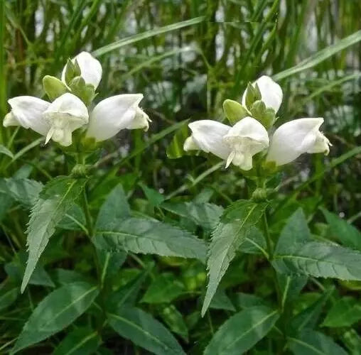 Turtlehead Seeds - 15 Seeds - White Flowering Perennial - Chelone obliqua 'Alba' - Attracts Pollinators, Easy to Grow