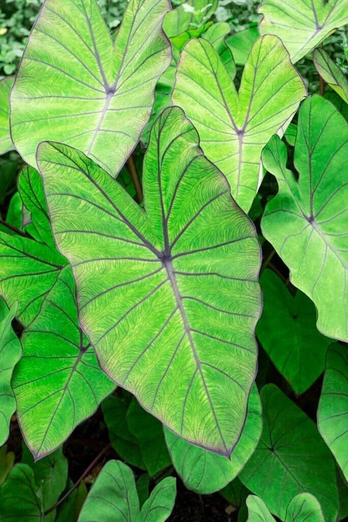 Blue Hawaii Elephant Ear Bulbs - Large Colocasia Esculenta for Tropical Foliage and Exotic Garden - Easy to Grow