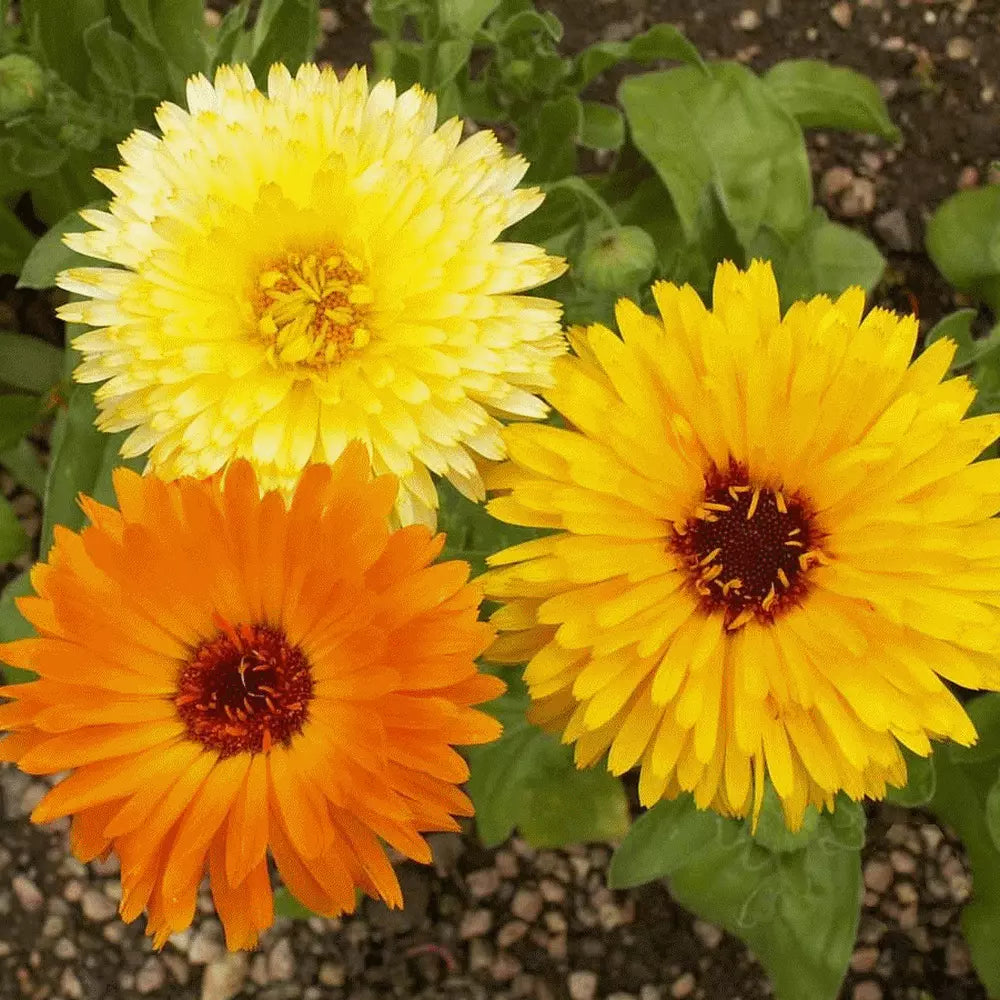 Calendula Seeds 100 Organic Pacific Beauty Variety Calendula officinalis Bright Orange Yellow Blooms for Garden or Pots