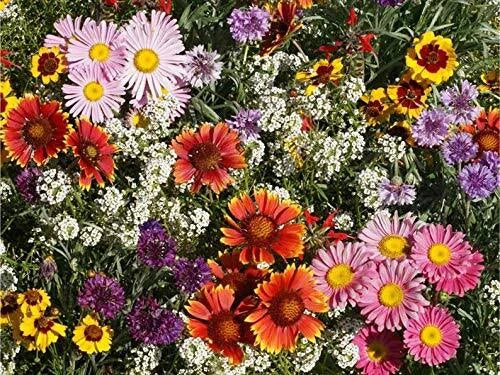 Perennial Wildflower Seeds Mix - Colorful Variety for Gardens - Various Species - Easy to Grow, Attracts Pollinators