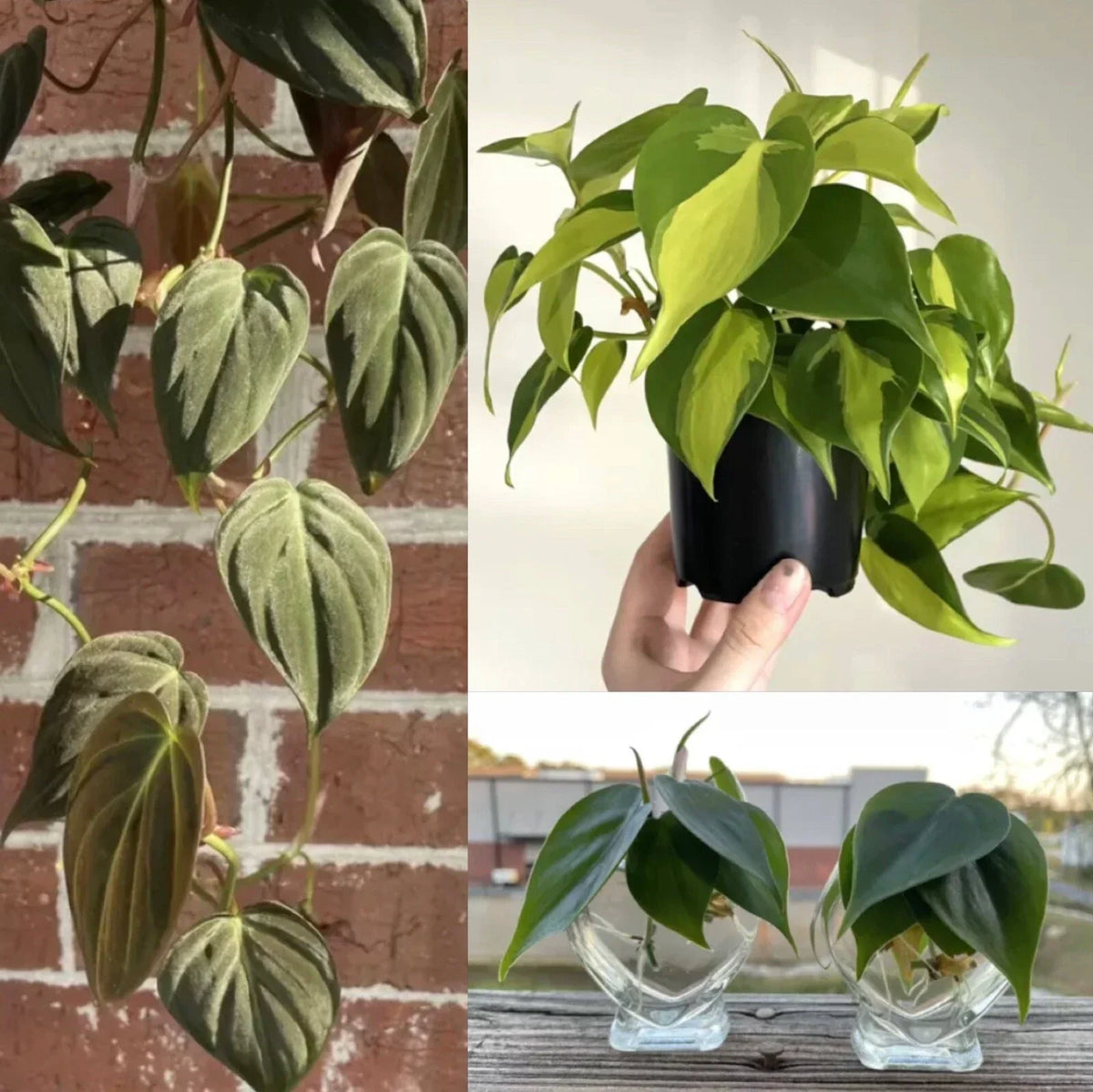 Philodendron Cuttings 6 Pack - Micans, Brasil, Green - Indoor House Plant - Philodendron spp. - Easy to Care & Propagate