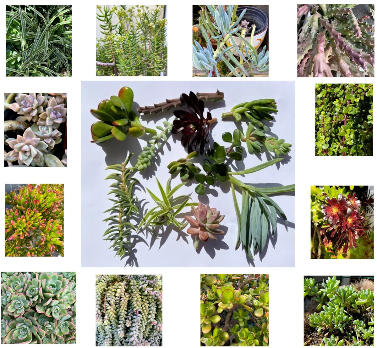 Assorted Succulent Cuttings - 11 Varieties for DIY Arrangements - Perfect for Home Decor - Various Species