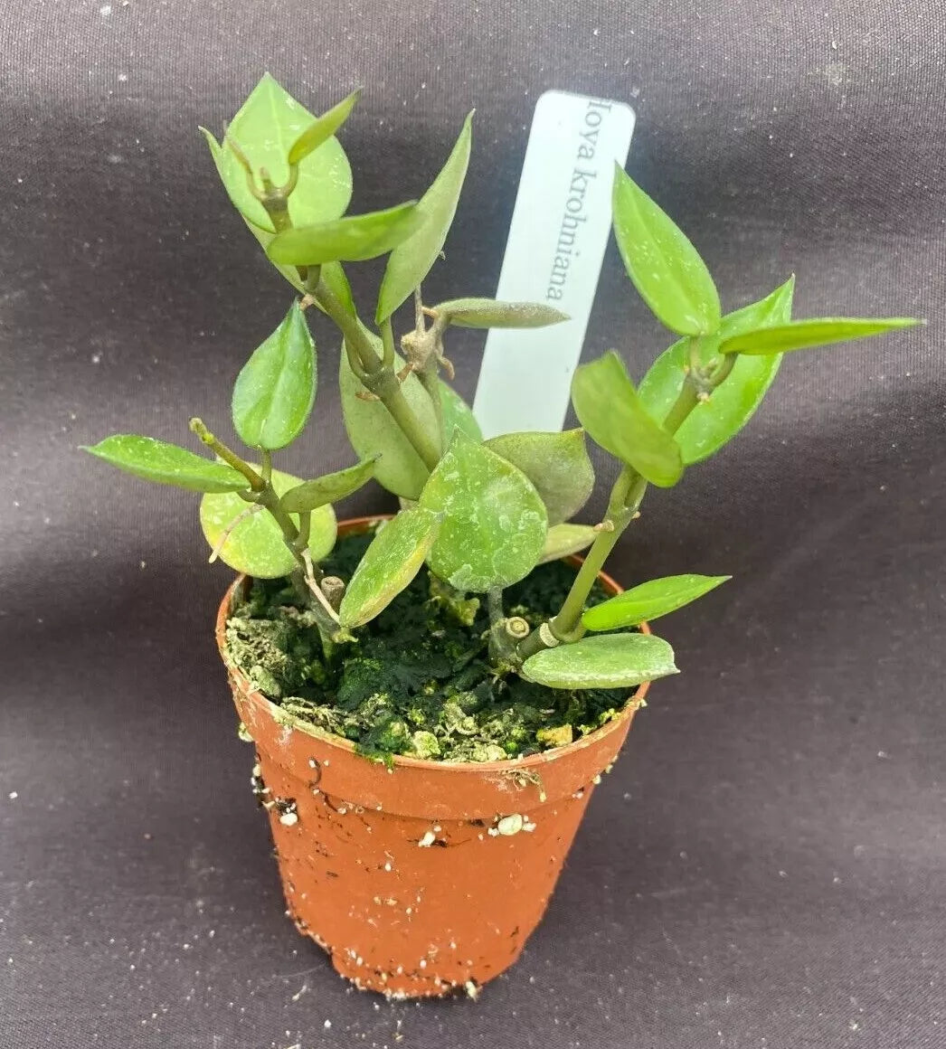 Hoya Krohniana Plants, 2" Pot, Two+ Rooted, Rare Wax Vine, Easy Care Indoor Houseplant, Heart-Shaped Leaves, Hoya krohniana