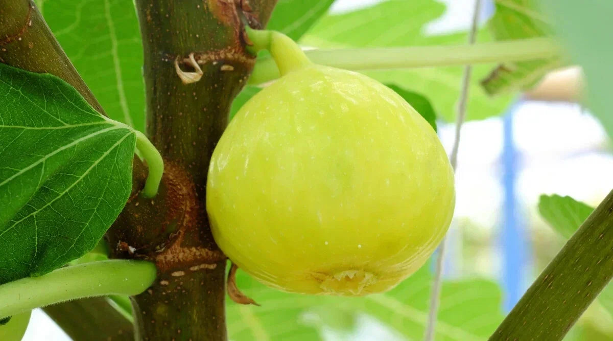 White Marseilles Fig Seeds - 100+ Count - Ficus carica - USA Grown, Non-GMO, Perfect for Home Gardens