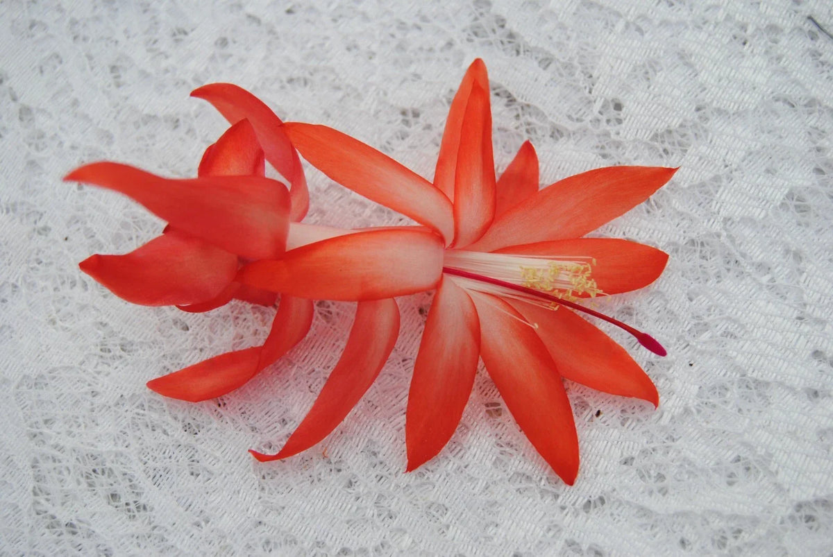 Christmas Cactus Starter Plant - Small Elise Variety - Schlumbergera Truncata - Healthy Well-Rooted Indoor Plant