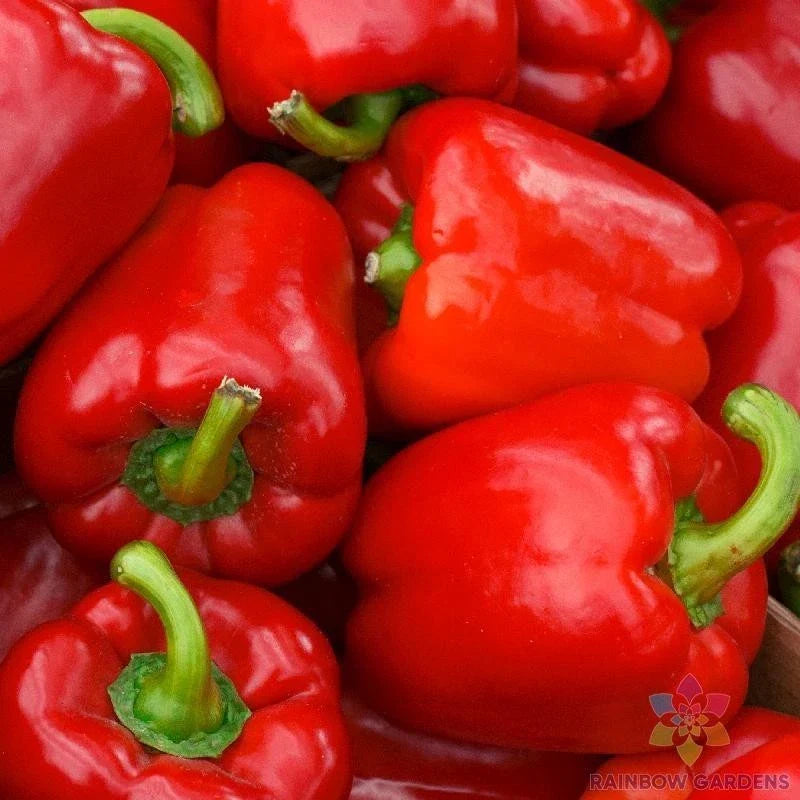 Red Bell Pepper Seeds - 25+ Pack - Capsicum annuum - Non-GMO, USA Grown, Easy to Grow for Garden Planting