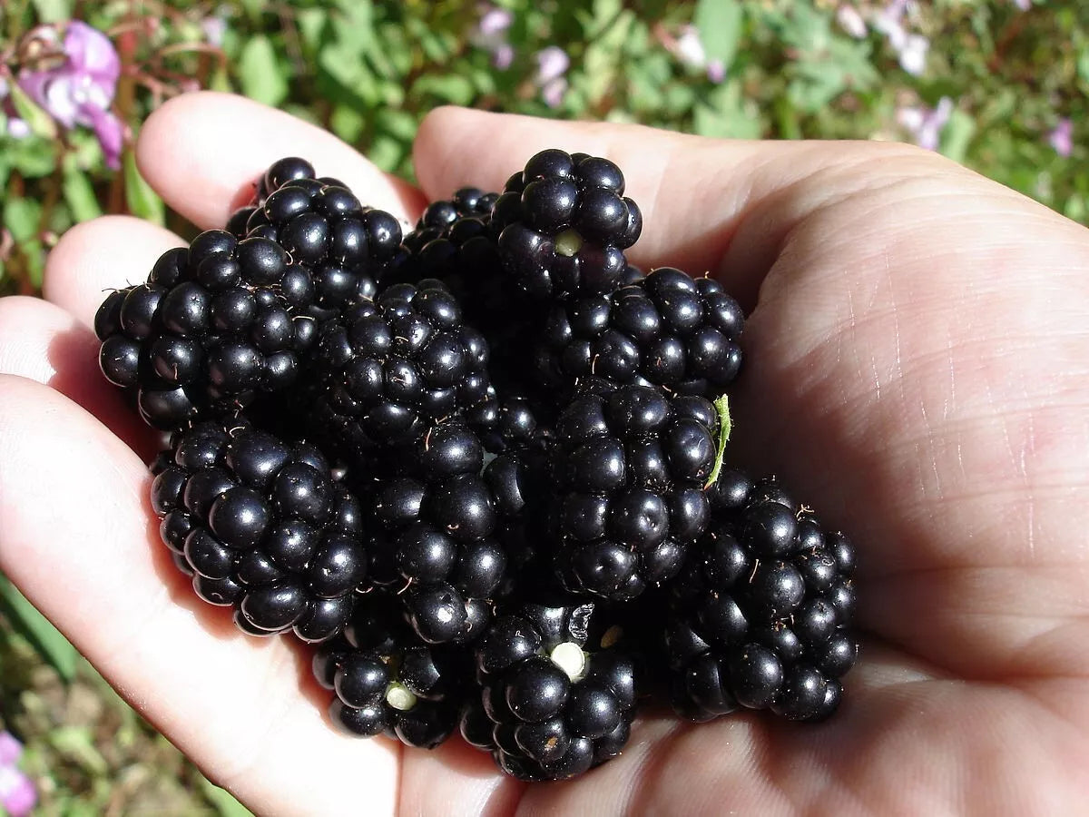 Organic Blackberry Seeds - 50 Non-GMO Seeds - Sweet Blackberries (Rubus fruticosus) - Home Grown USA Gardening