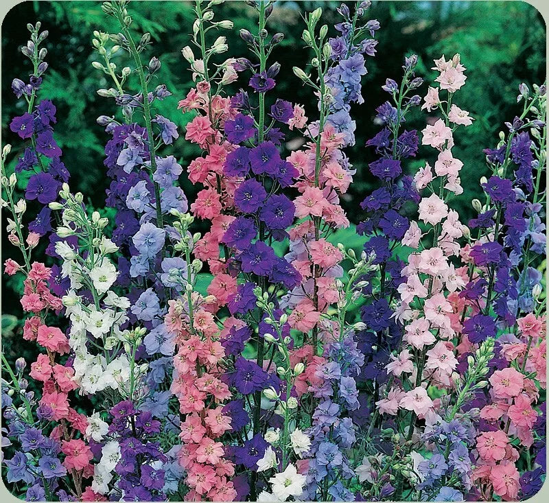 Rocket Larkspur Seeds 200+ Pack | Annual Delphinium Ajacis | Hummingbird Attracting Flowers | Easy to Grow