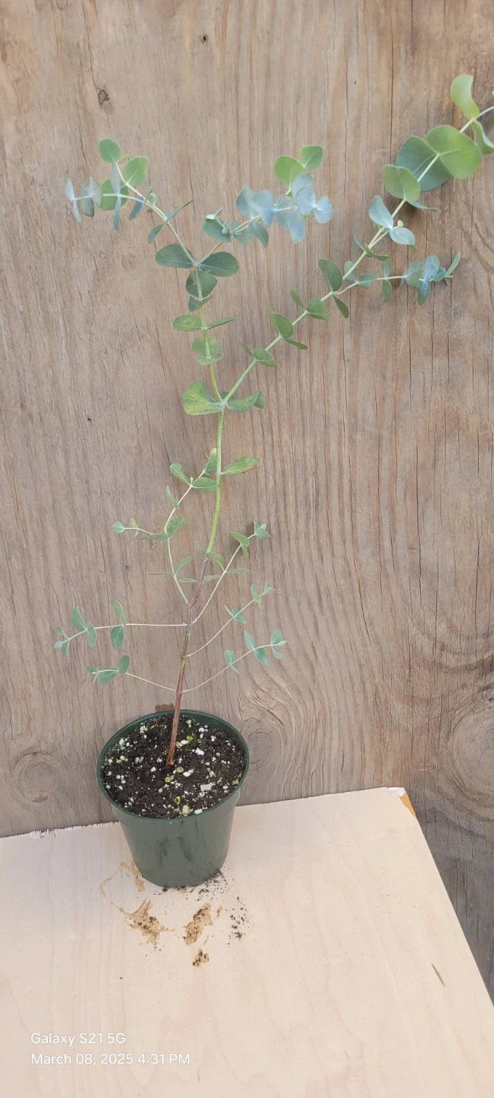 Silver Dollar Eucalyptus Live Plant 4" Pot, Aromatic Eucalyptus cinerea, Indoor Garden Decor, Low-Maintenance Houseplant