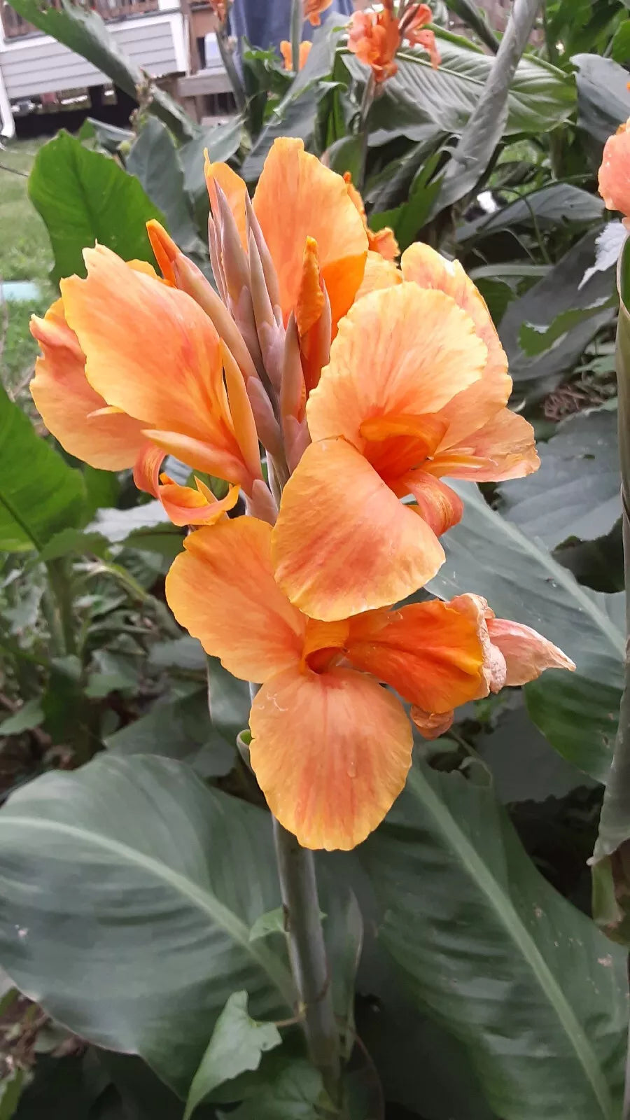 Canna Lily Bulbs 2 Count - Sunrise Variety - Canna indica - Tropical Orange & Yellow Blooms for Garden
