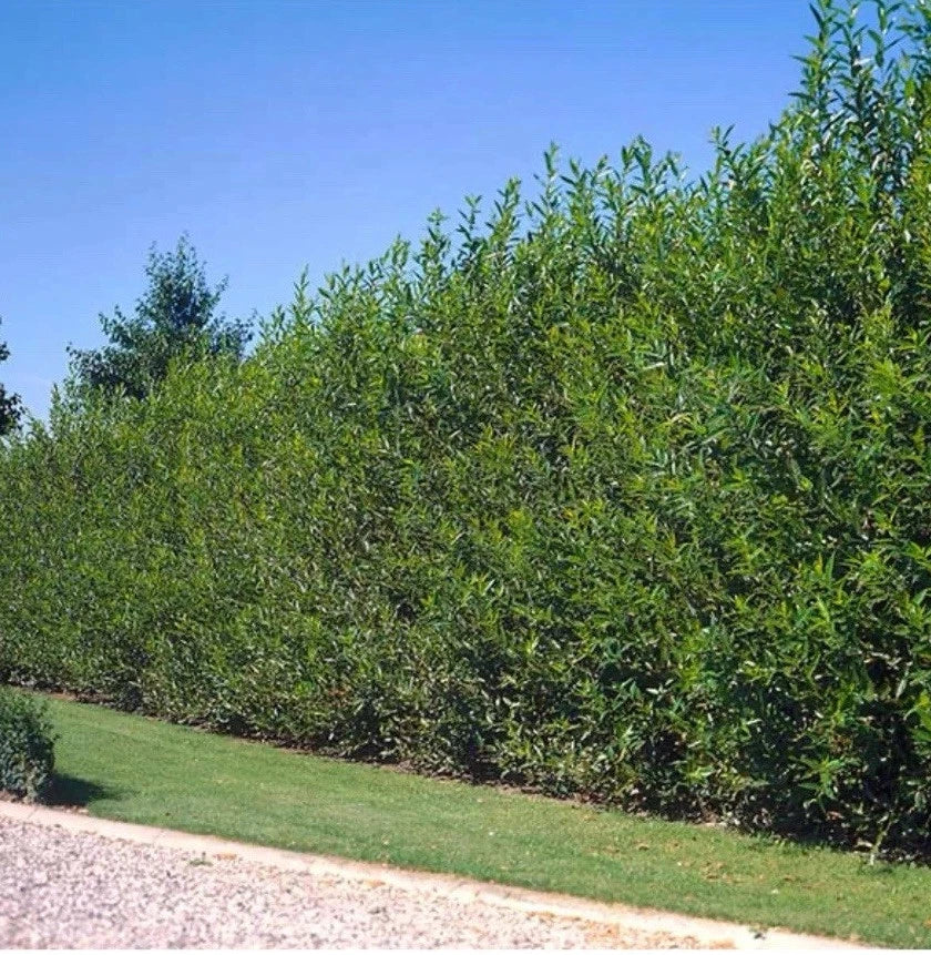 40 Fresh Cut Austree Hybrid Willow Tree Cuttings, Thick Cut, Fast Growing, Salix × sepulcralis for Privacy Screens and Windbreaks