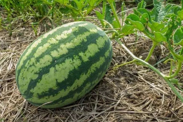 Large Sweet Watermelon Seeds - Non-GMO Heirloom, Citrullus lanatus - Perfect for Home Gardens