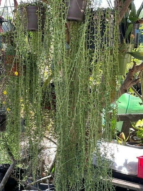 String of Bananas Cuttings 20 Pack - Senecio Radicans Trailing Succulent Plants for Home Decor & Gardens, 8" Long