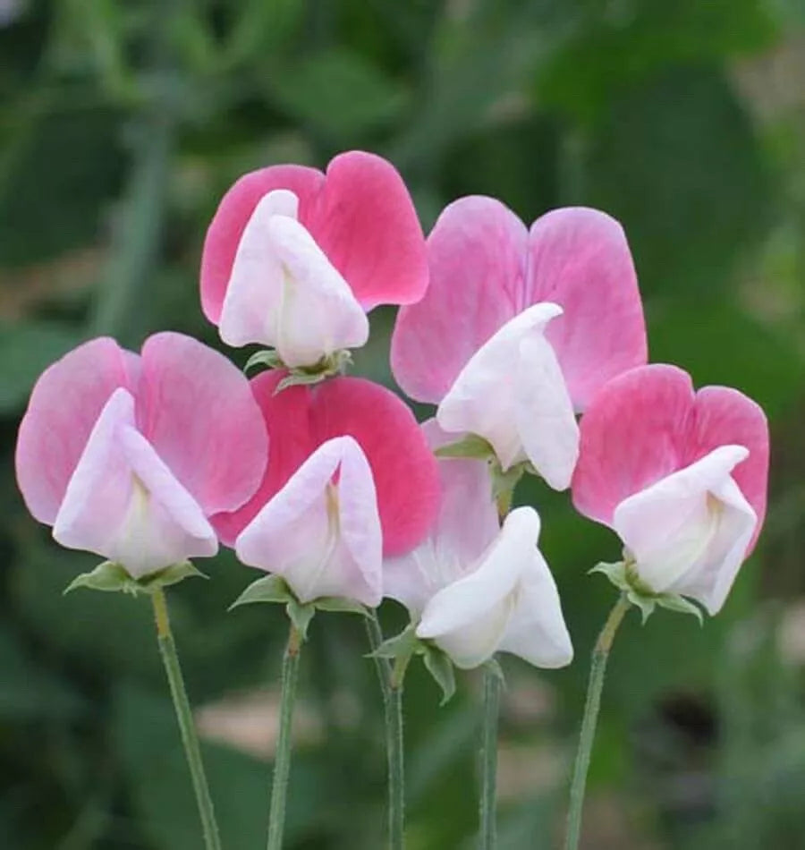 Sweet Pea Seeds Pkt of 40 - Painted Lady Variety - Lathyrus odoratus - Climbing, Fragrant Flowers for Garden