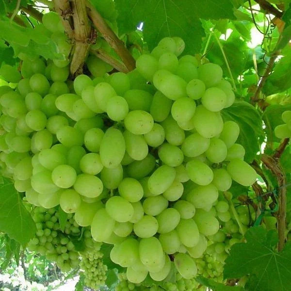 Thompson Grape Vine Cuttings 12 Pack - Vitis vinifera 'Thompson Seedless' - Ideal for Home Garden & Vineyard Planting