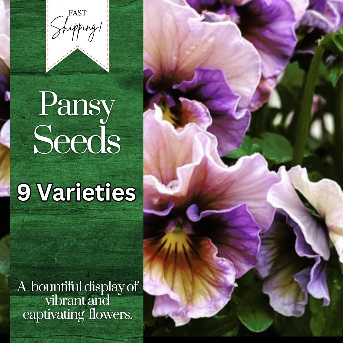 Pansy Seeds Pack - 150+ Fragrant Colorful Annual Flower Seeds, Viola tricolor var. hortensis, Garden Planting Seeds