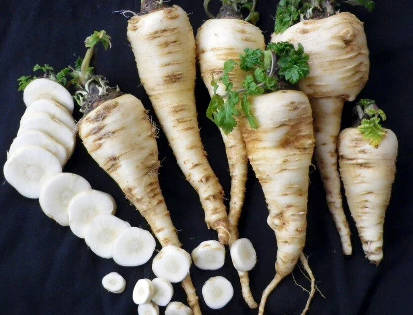 Harris Model Parsnip Seeds - 4000 Heirloom Seeds, Early Maturing, Nutty Flavor, Pastinaca sativa - Non-GMO Bulk Package