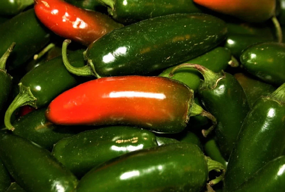 Jalapeno Hot Pepper Seeds - 50+ Non-GMO Seeds - Capsicum annuum - Perfect for Home Gardens