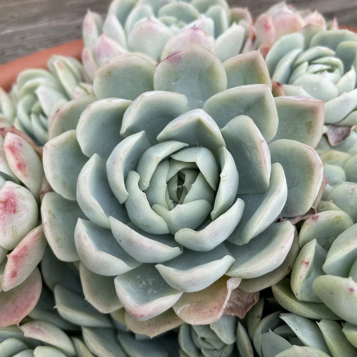 Echeveria Elegans Cutting 1-2" Mexican Snowball Succulent - Single Head Plant for Propagation and Arrangements