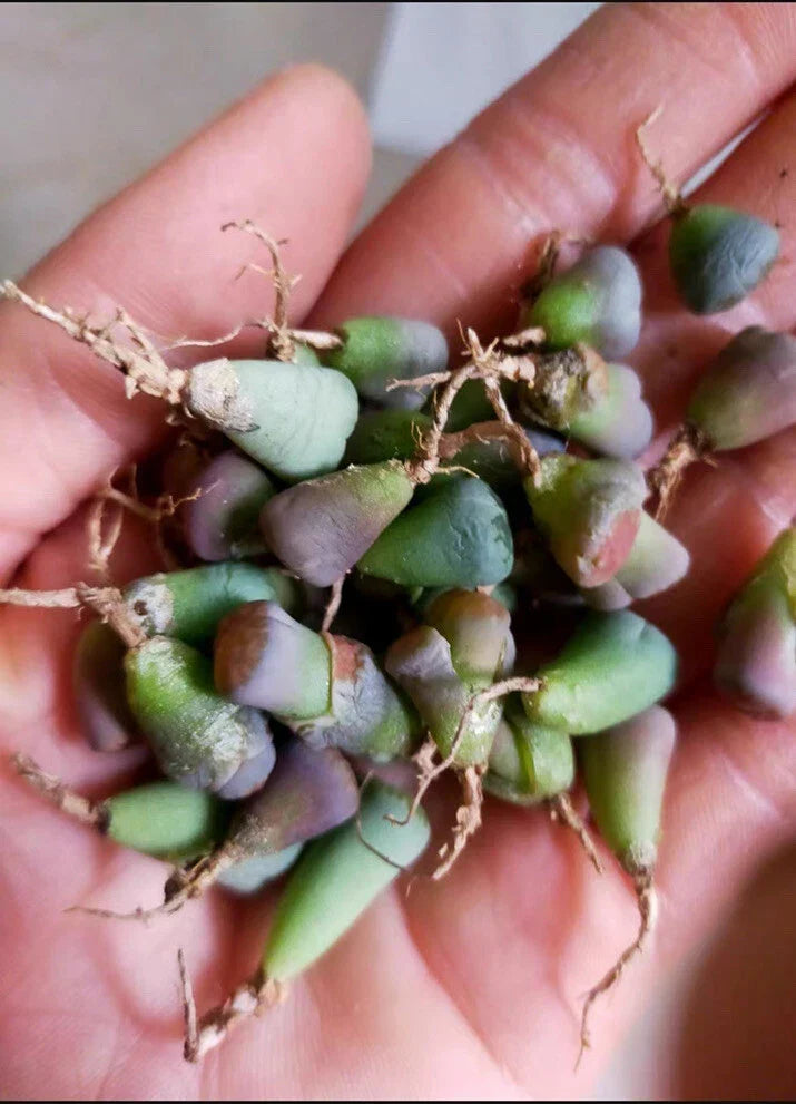 40pc Living Stone Lithops Succulent Plants - 0.2-0.3 Inch Bare Root - Unique Succulent Collection, Lithops spp.