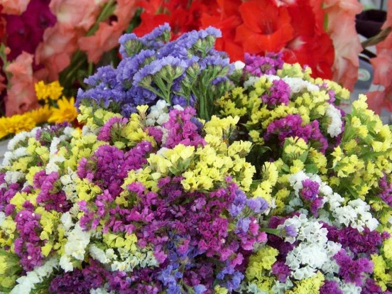 Statice Seeds - Everlasting Flower Mix - 75 Count - Limonium sinuatum - Dried Flower Garden, Coastal Plants