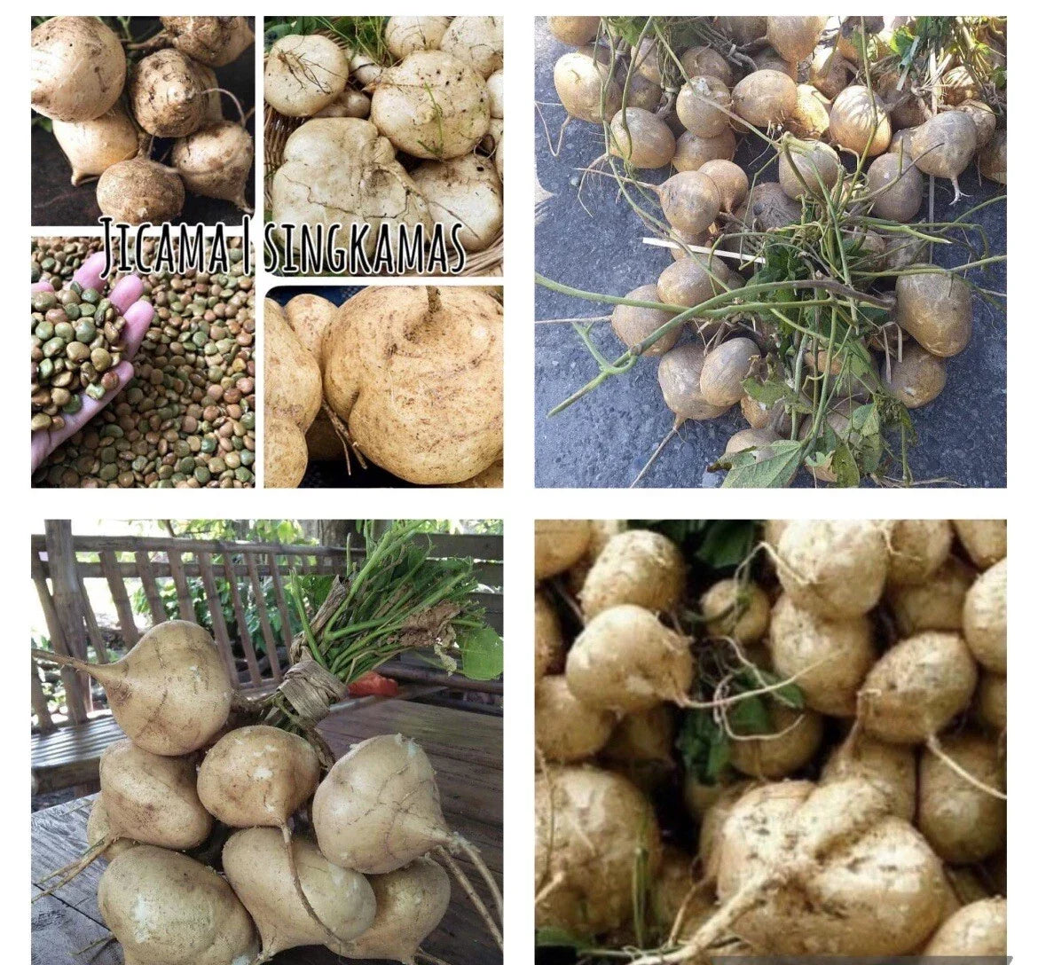 Jicama Seeds - 50+ Non-GMO Seeds - Pachyrhizus erosus - Mexican Yam Bean/Turnip for Home Gardening
