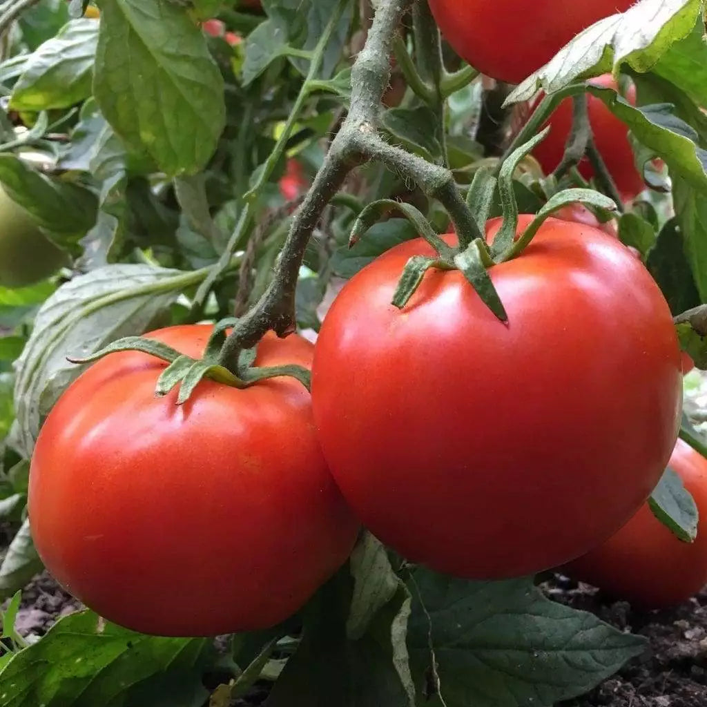 Manitoba Tomato Seeds, 30 Non-GMO Heirloom Seeds, Solanum lycopersicum, Compact Growth, Early Maturity, Disease Resistant