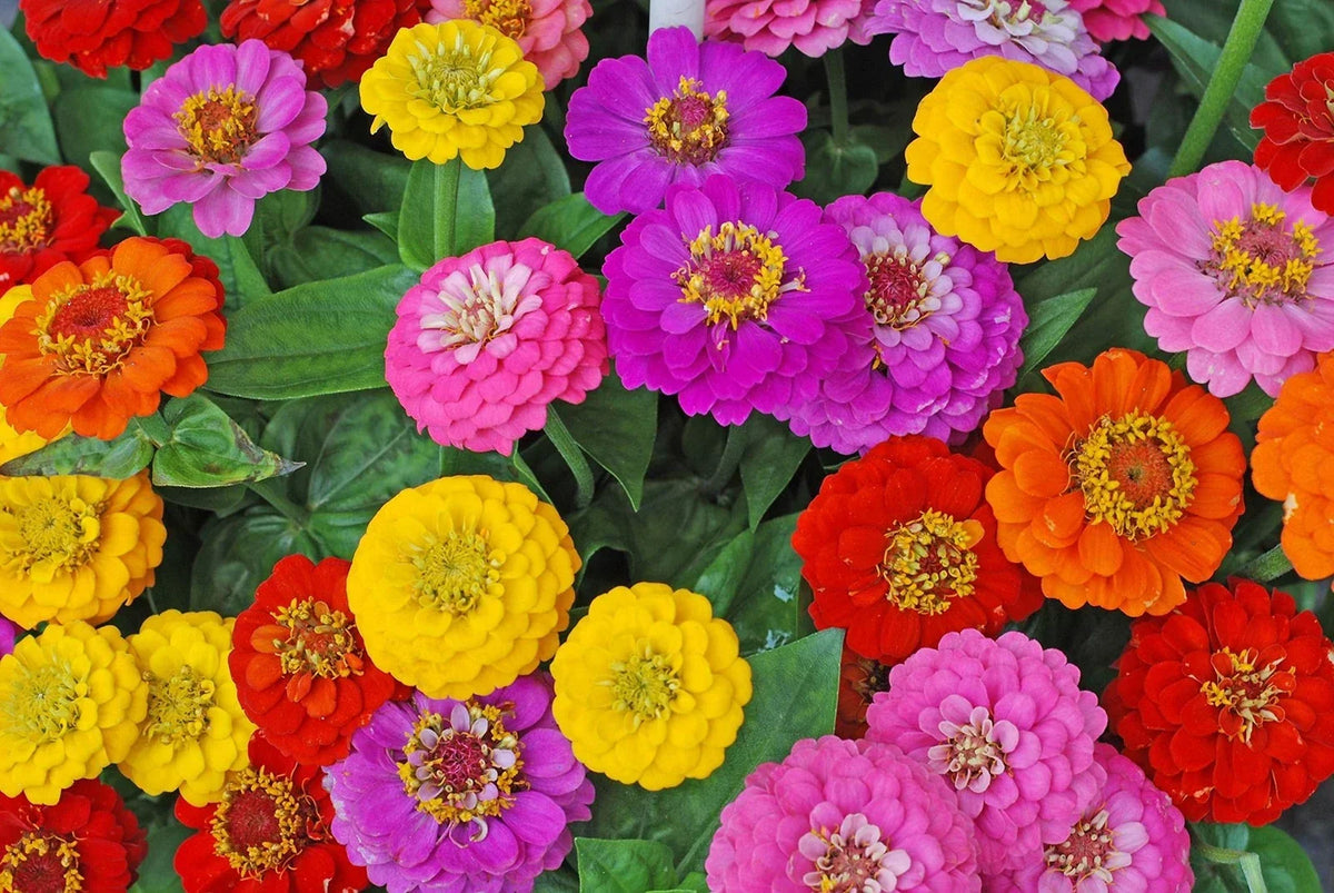 Zinnia Seeds for Planting - Early Blooming Mix - 200 Seeds - Zinnia elegans - Vibrant Colors for Gardens and Containers