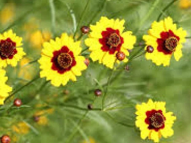 Coreopsis Seeds - 100 Pack - Dwarf Plains Wildflower - Coreopsis tinctoria - Annual, Drought-Tolerant, Easy to Grow
